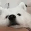 dog_boop