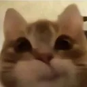 zsmirkycat