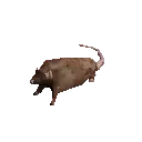 rat1