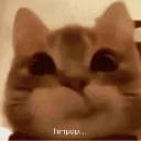 Cat_Hmppp