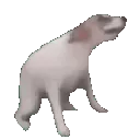 Doggo_Dance