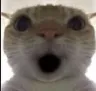 Cat_OMG