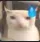 meow_kobtnoigi meow_kobtnoigi