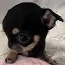 sami_guilt