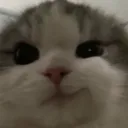 Bluejellysmirk
