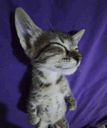 :catrelax: