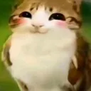 MeowlLindo