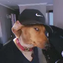 doggiesmirk