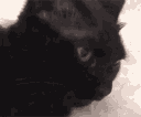 fofo24