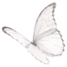 white_butterfly