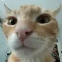 bih