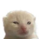 gnarpcat