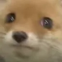ConcernFox