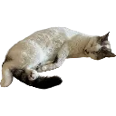 snowcurl