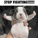 stopfighting custom emote | ROYAL 👑JAGUAR