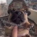 vdv_dog