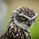 media_images_zlyptok