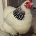 media_images_kichajacyptoszek2