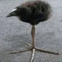 media_images_ptiszka2