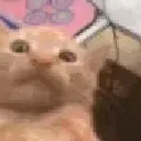 waa