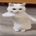 cat_dance