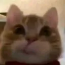 cat_chtoto_tyt_ne_tak