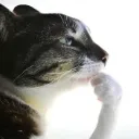 pensador