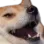 dog_laugh