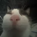 buttbutt