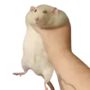 ratgrenade