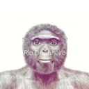 singe