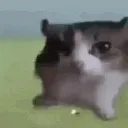 gatoexplosionpremiun
