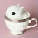bunnycup
