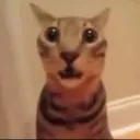 shocked_cat
