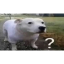 Questioning_Dog Discord sticker | 百合好き | . 𝙁𝙪𝙙𝙖𝙣𝙨𝙝𝙞  ◞