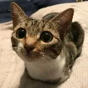 Cat_loaf