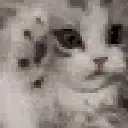 catcute