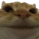 cat_no