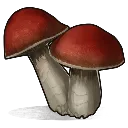 Food_Mushroom