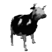Dancing_cow_animated