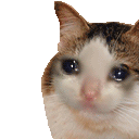 3_CatSadLikeGIF animated emote | HaniCraft Community