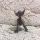 hdot