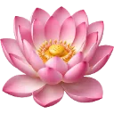 lotus