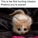 cool_cat