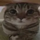 stare