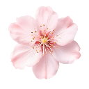 :flower002: