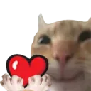 cat_love