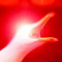 SQUAWK