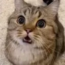nowaymeow