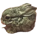 bunni